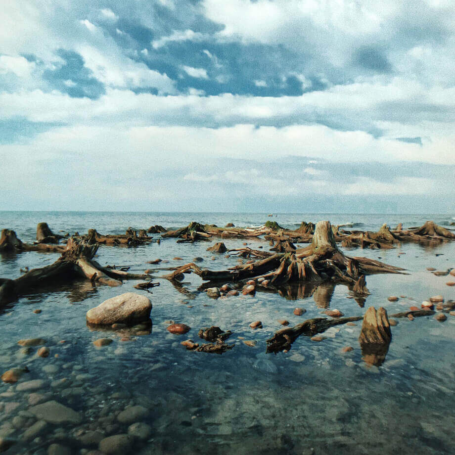 корни деревьев в воде